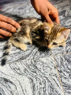 1-3 months Female Mixed Breed American Shorthair
