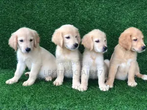 1-3 months Male Purebred Golden Retriever