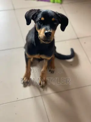3-6 months Female Purebred Rottweiler