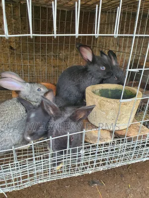Weaners Rabbits