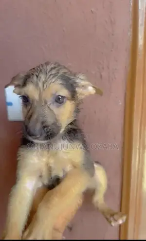 1-3 months Female Purebred German Shepherd