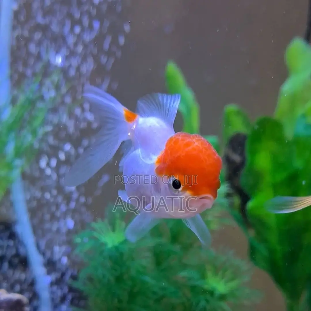 Oranda Fish