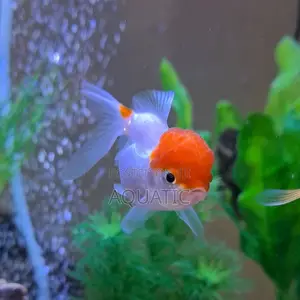 Oranda Fish