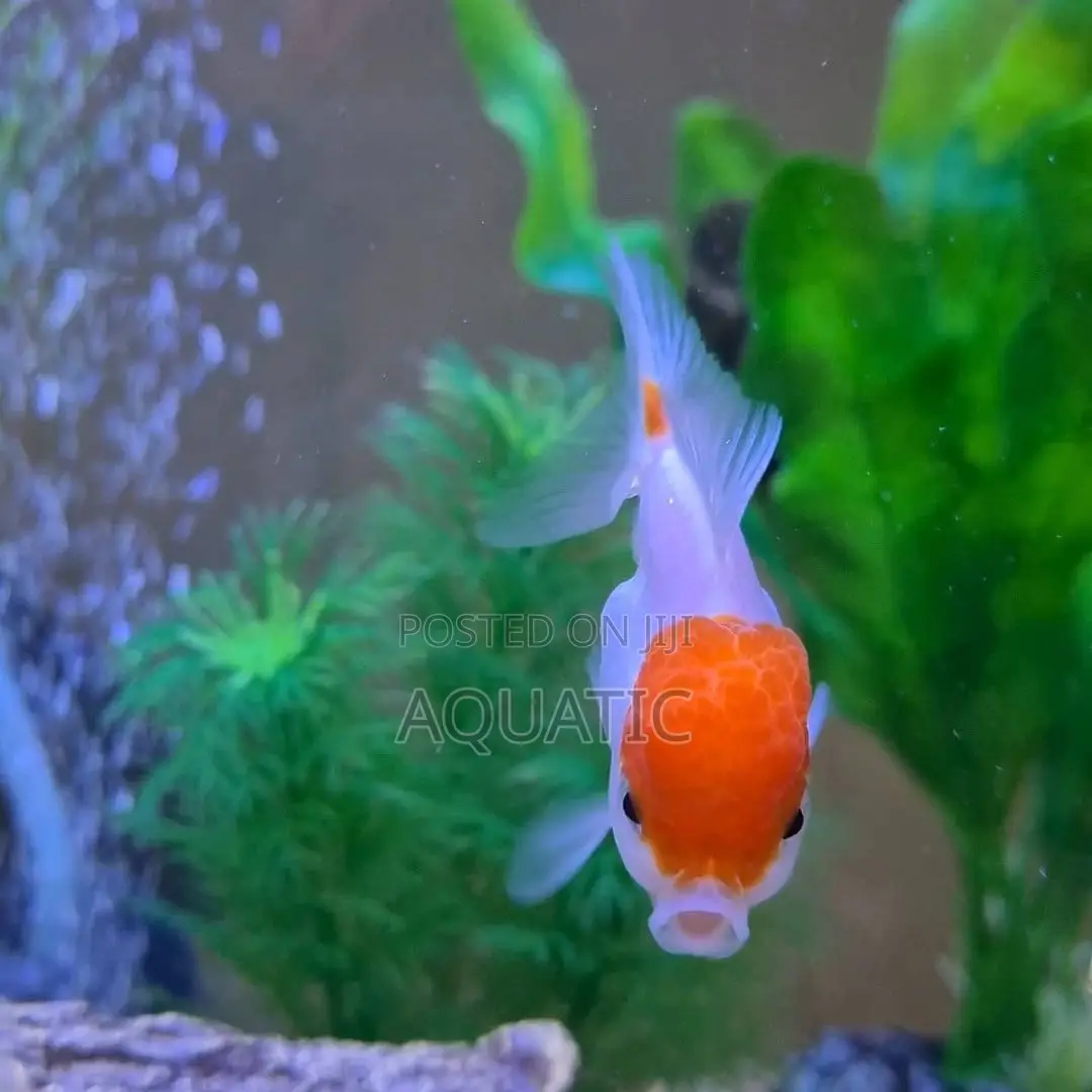 Oranda Fish