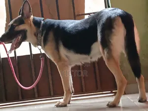 1+ year Female Purebred German Shepherd