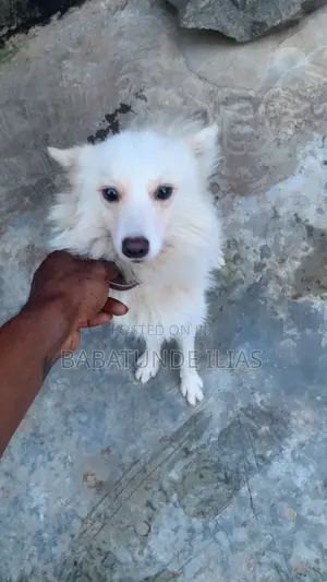 1+ year Male Purebred American Eskimo