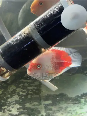 Parrot Fish