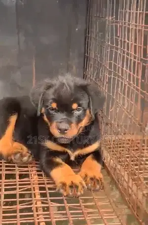 1-3 months Male Purebred Rottweiler