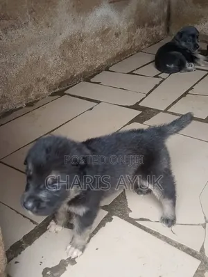 0-1 month Female Mixed Breed German Shepherd