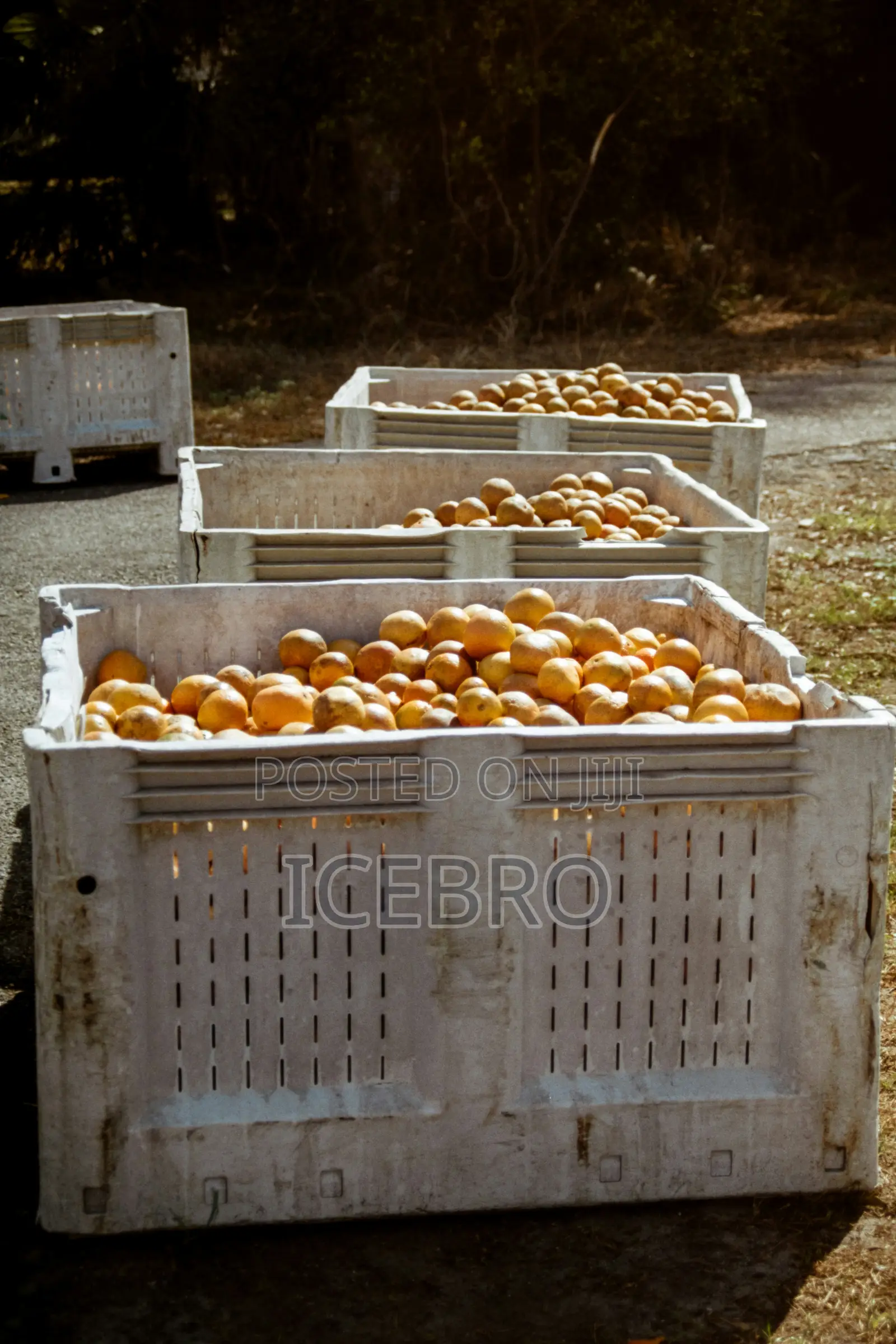 Fruit Processing Plant Construction Nigeria