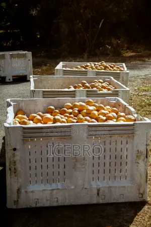 Fruit Processing Plant Construction Nigeria