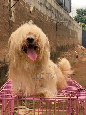1+ year Male Purebred Lhasa Apso