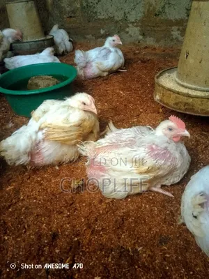 Choplife Poultry