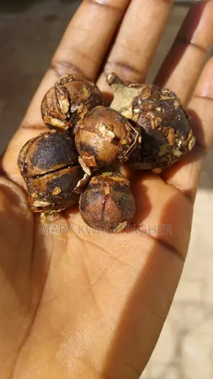 Juicy Kenya Goron Tula