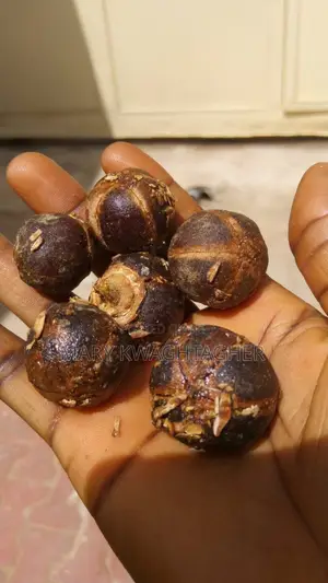 Juicy Kenya Goron Tula