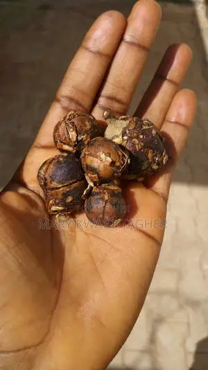 Juicy Kenya Goron Tula