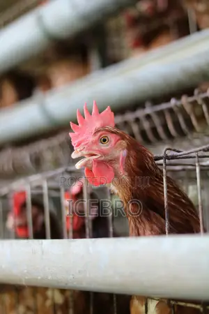 Poultry Farm Infrastructure & Construction Nigeria