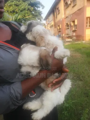1-3 months Female Purebred Lhasa Apso