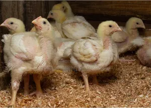 3-4weeks Broiler @Farmprice