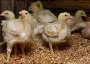 3-4weeks Broiler @Farmprice