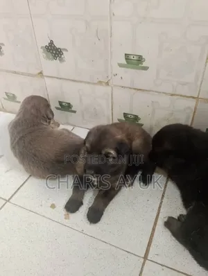 0-1 month Female Purebred German Shepherd