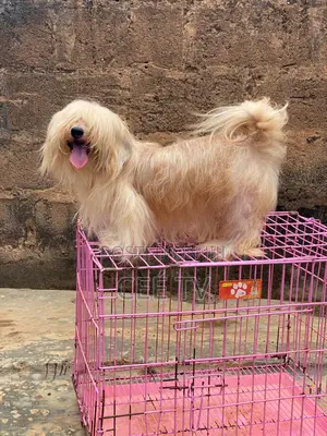 1+ year Male Purebred Lhasa Apso