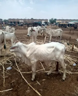 Bukolo Cow