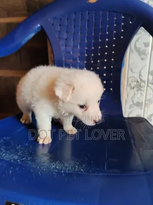 1-3 months Female Purebred American Eskimo