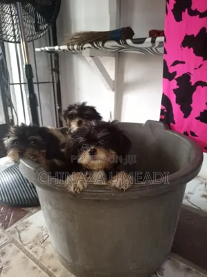 1-3 months Male Purebred Lhasa Apso