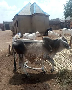 White and Color Black Cow
