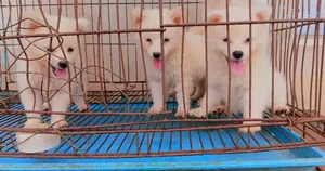 1-3 months Male Purebred American Eskimo