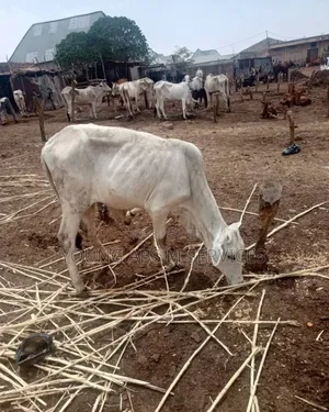 Healthy Bukolo Cow