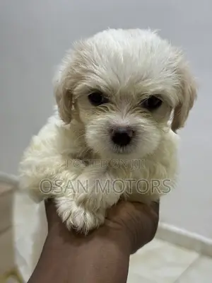 1-3 months Female Purebred Lhasa Apso