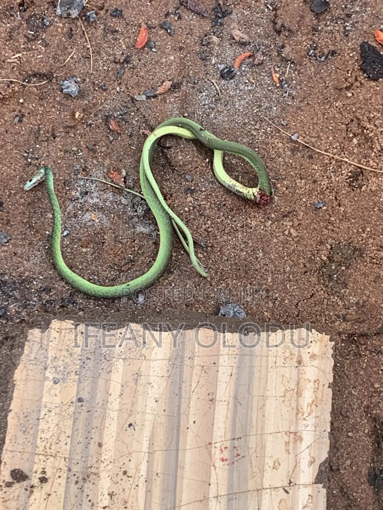 Pest Control Services