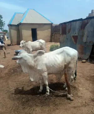 Pure Bukolo for Breeding
