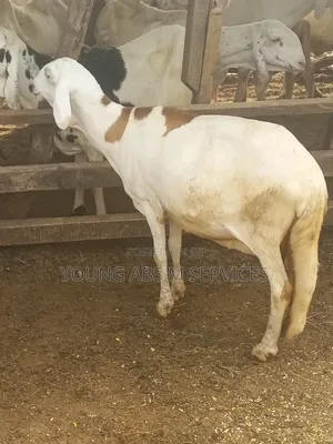 Sudanese Ram