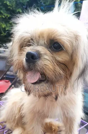 3-6 months Female Mixed Breed Shih Tzu