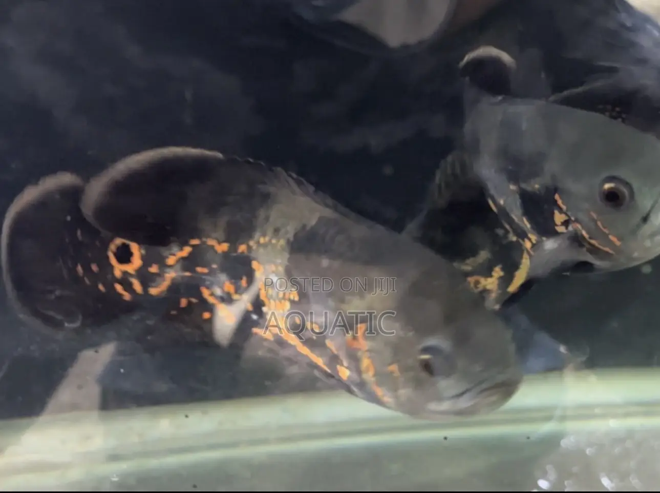 Oscar Fish