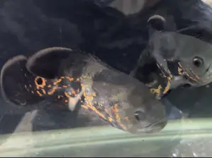 Oscar Fish