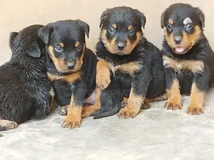 1-3 months Female Purebred Rottweiler