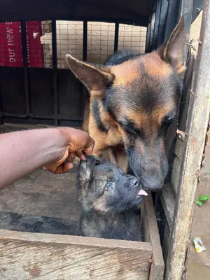 1-3 months Male Purebred German Shepherd