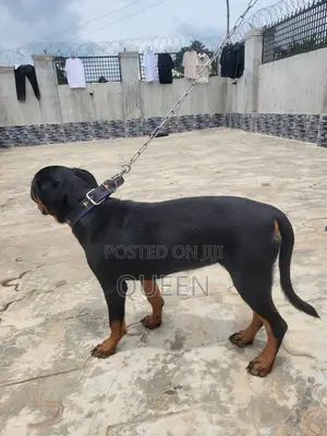6-12 months Female Purebred Rottweiler