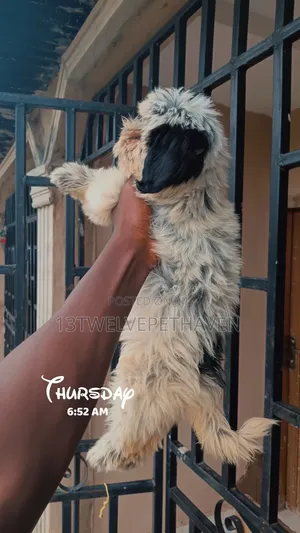 1-3 months Female Purebred Lhasa Apso