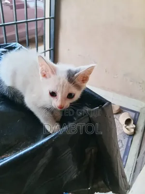 1-3 months Male Mixed Breed Persian