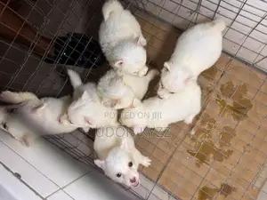 1-3 months Female Purebred American Eskimo