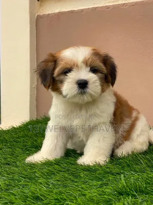 1-3 months Female Purebred Lhasa Apso