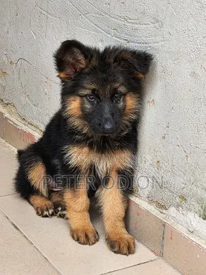 1-3 months Female Purebred German Shepherd
