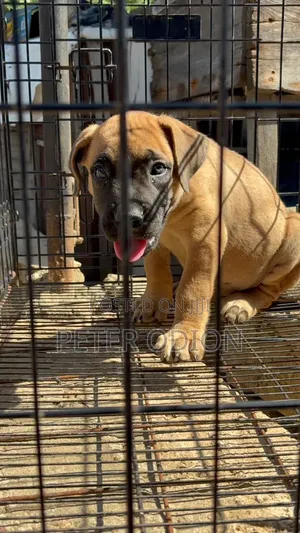 1-3 months Female Purebred Boerboel