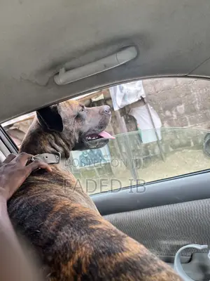 1+ year Male Purebred Bullmastiff