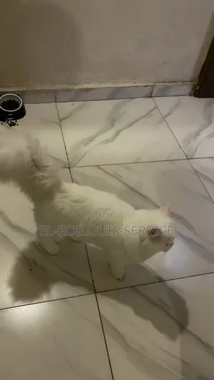 6-12 months Male Purebred Persian